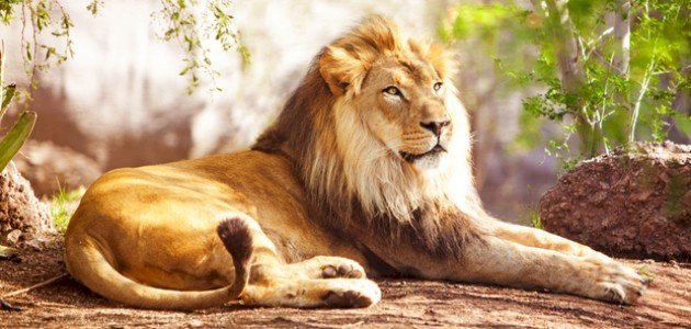 معلومة عن الاسد 