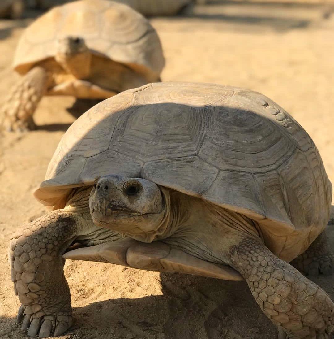 السلاحف من اطول الكائنات عمراااا