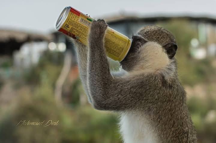 الشامبنزي اذكي الحيوانات