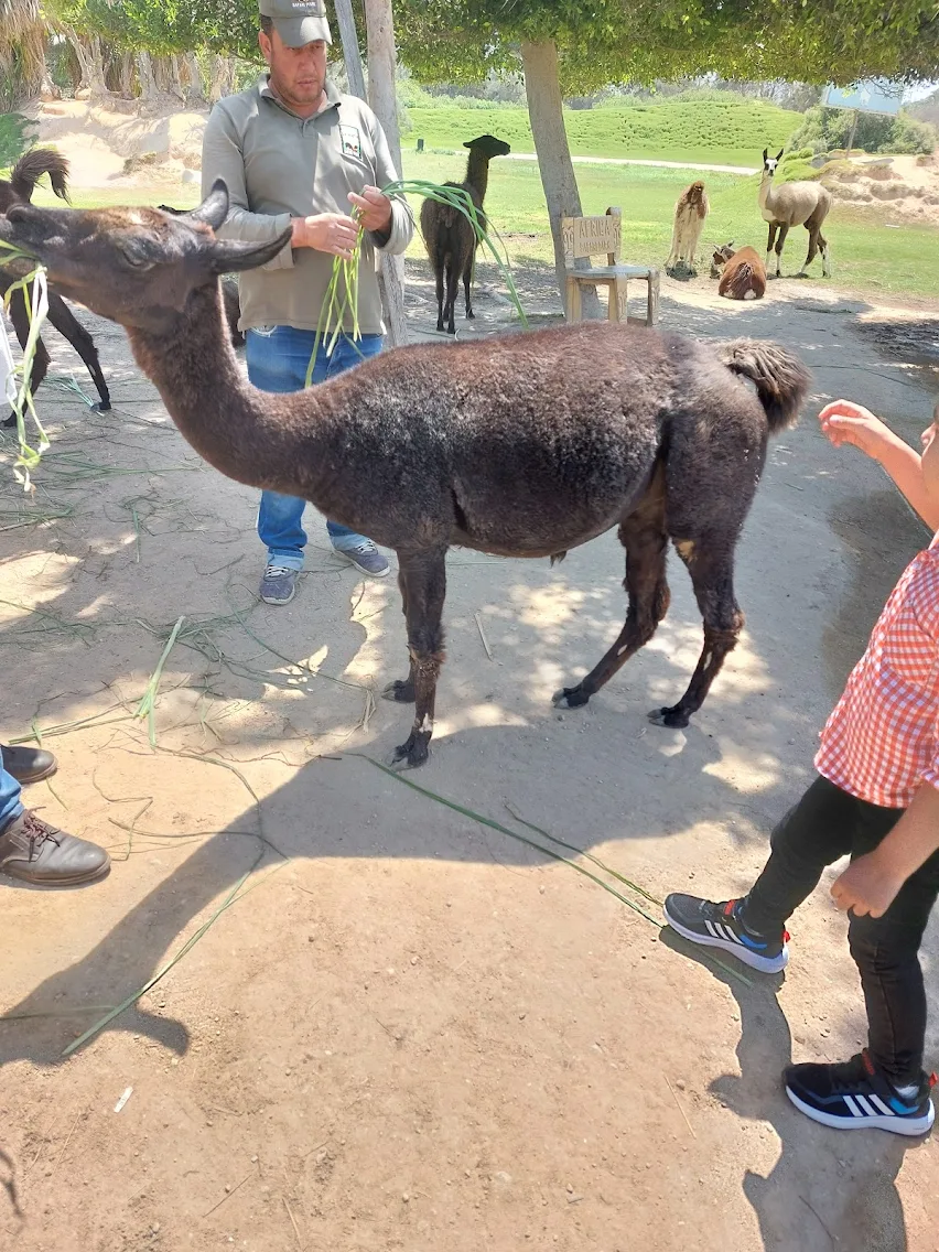 رحلة افريكانو بارك