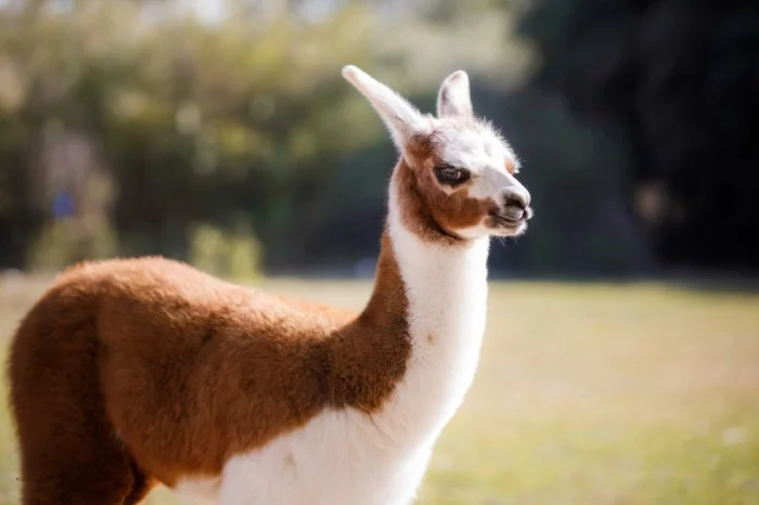 Lama at Africano Park Egypt