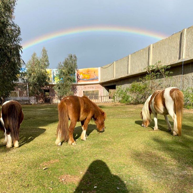 AFRICA SAFARI PARK AND ALEX - Africano Park