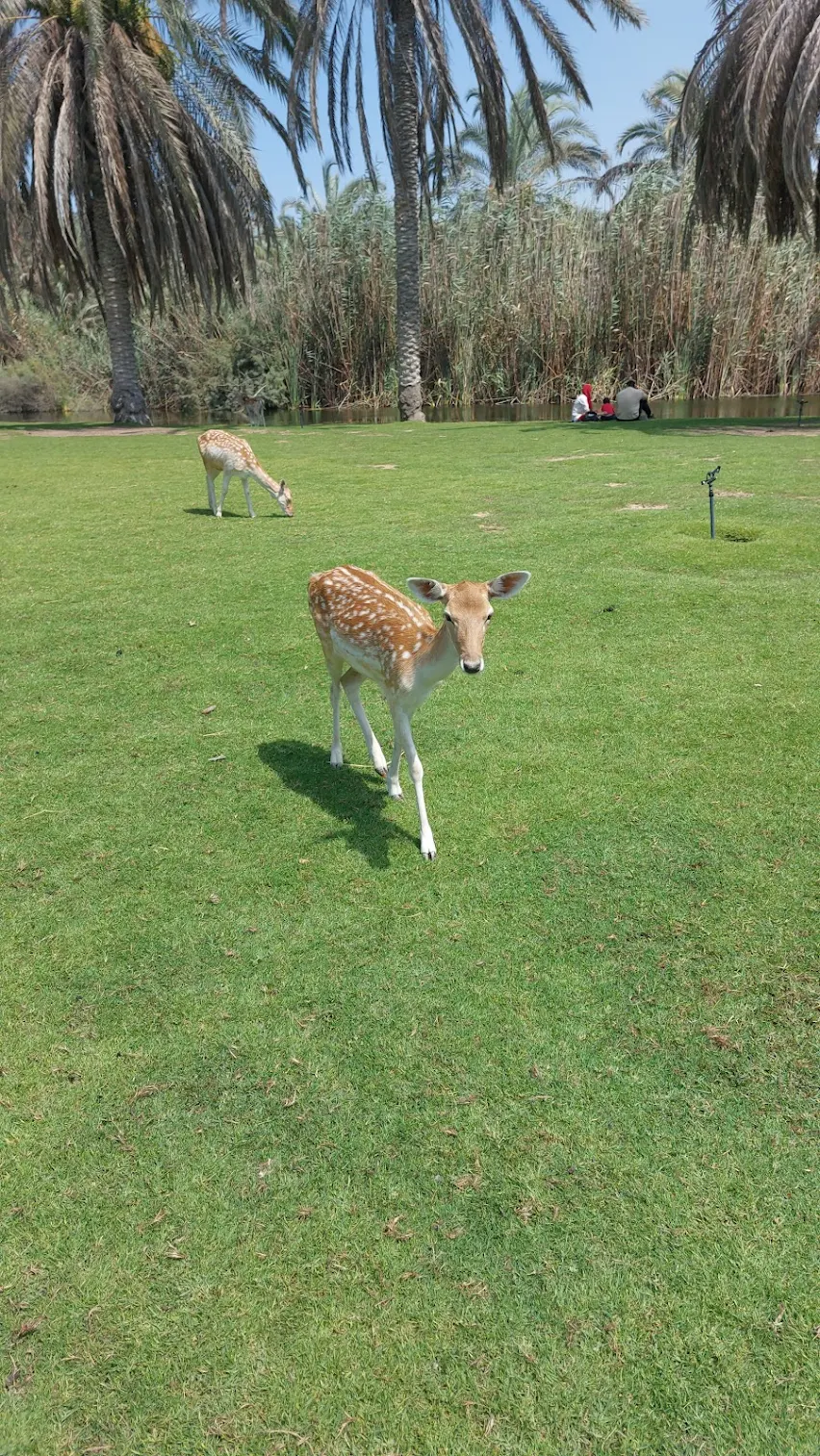 New Year's Discounts  - Africano Park